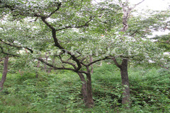 Lagerstroemia parviflora